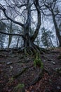 A moody vertical photograph of an ancient twisted tree in a forest