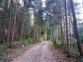 Moody view of autumn`s fir forest road