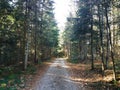 Moody view of autumn`s fir forest road