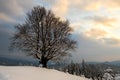 Moody winter landscape with dark bare tree on covered with fresh fallen snow field in wintry mountains on cold gloomy morning Royalty Free Stock Photo