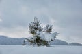 Moody winter landscape with small pine tree on covered with fresh fallen snow field in wintry mountains on cold gloomy day Royalty Free Stock Photo