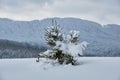 Moody winter landscape with small pine tree on covered with fresh fallen snow field in wintry mountains on cold gloomy day Royalty Free Stock Photo