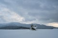 Moody winter landscape with small pine tree on covered with fresh fallen snow field in wintry mountains on cold gloomy day Royalty Free Stock Photo