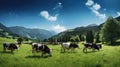 moog cows in pasture Royalty Free Stock Photo