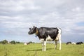 Mooing black and white cow. Shiny black pied friesian holstein cow, in the Netherlands, standing on grass in a meadow, at the