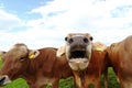 A mooing cow. Funny cow photo with open mouth