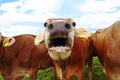 A mooing cow. Funny cow photo with open mouth