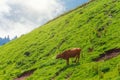 Mooing cow on the slopes of alpine meadows in the mountains among the clouds Royalty Free Stock Photo