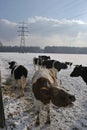 Mooing cow in the snow