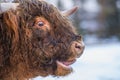 Mooing highland cow Royalty Free Stock Photo