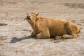 Mooing red heifer lying on the ground Royalty Free Stock Photo