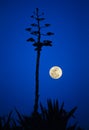 Agave in bloom, moon, deep blue sky in the background Royalty Free Stock Photo