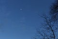 The moon appeared in the dark evening sky. Silhouettes of winter trees graceful against the sky