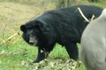 Moon bear