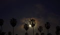 Moon Behind Palms