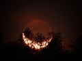 Moon behind the trees Royalty Free Stock Photo