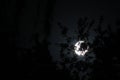 Moon behind the trees