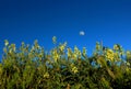 Ocean Locoweed and the Moon