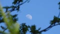 Moon in the blue sky through the branches. Royalty Free Stock Photo