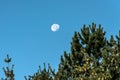 The moon with blue sky in day time behind blurred twigs of trees in foreground Royalty Free Stock Photo
