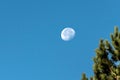 The moon with blue sky in day time behind blurred twigs of trees in foreground Royalty Free Stock Photo