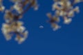 Moon in the blue sky with white ipe flowers around. Royalty Free Stock Photo
