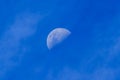 The moon in a bright blue daylight sky Royalty Free Stock Photo