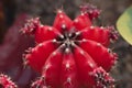 The moon cactus created from the red Gymnocalicium mihanowichii