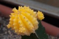 The moon cactus created from the yellow Gymnocalicium mihanowichii