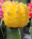 Moon Cactus Yellow, Gymnocalycium mihanovichii