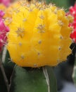 Moon Cactus Yellow, Gymnocalycium mihanovichii