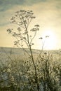 Moon Carrot, Seseli libanotis