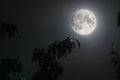 Moon on a clear night illuminating some branches