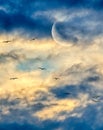 Moon Clouds Birds Vertical Royalty Free Stock Photo