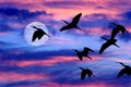 Moon Clouds Skies Birds Silhouette Royalty Free Stock Photo