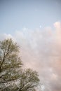 Moon, clouds and tree branches