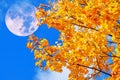 Moon collage of Colourful autumn leaves on maple trees on the ba Royalty Free Stock Photo