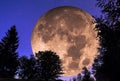 Moon collage of night plants contours and dark sky