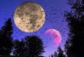 Moon collage of night plants contours and starring dark sky