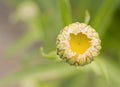 Macro picture of moon daisyÃÂ´s bud