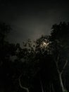 Moon in the darkness tree nightview creepy horor Royalty Free Stock Photo