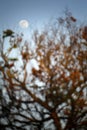 The moon in the day appears above the treetops of autumn