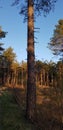 Moon day trees forest sky nature walks