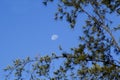 Moon during daytime and leaves of a tree Royalty Free Stock Photo