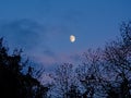 Moon in the evening sky with silhouettes of tree branches Royalty Free Stock Photo