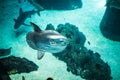 Moon fish and shark swimming in large sea water aquarium