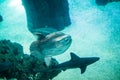 Moon fish and shark swimming in large sea water aquarium