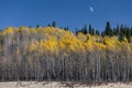 Moon Above Aspen, Near Como, Colorado, USA Royalty Free Stock Photo