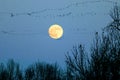 Moon with Flock of Geese Royalty Free Stock Photo