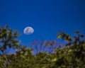 Moon in fourth phase waning under the trees in blue sky